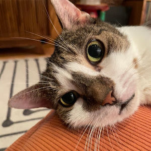 Meet your Posher, Owen